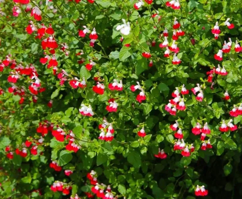 Hot Lips Salvia Live Plants - Set of 3 - 5-9" Tall - Red & White Flowering Sage for Pollinator Gardens Hot Lips Salvia Live Plants - Set of 3 - 5-9" Tall - Red & White Flowering Sage for Pollinator Gardens - Image 6