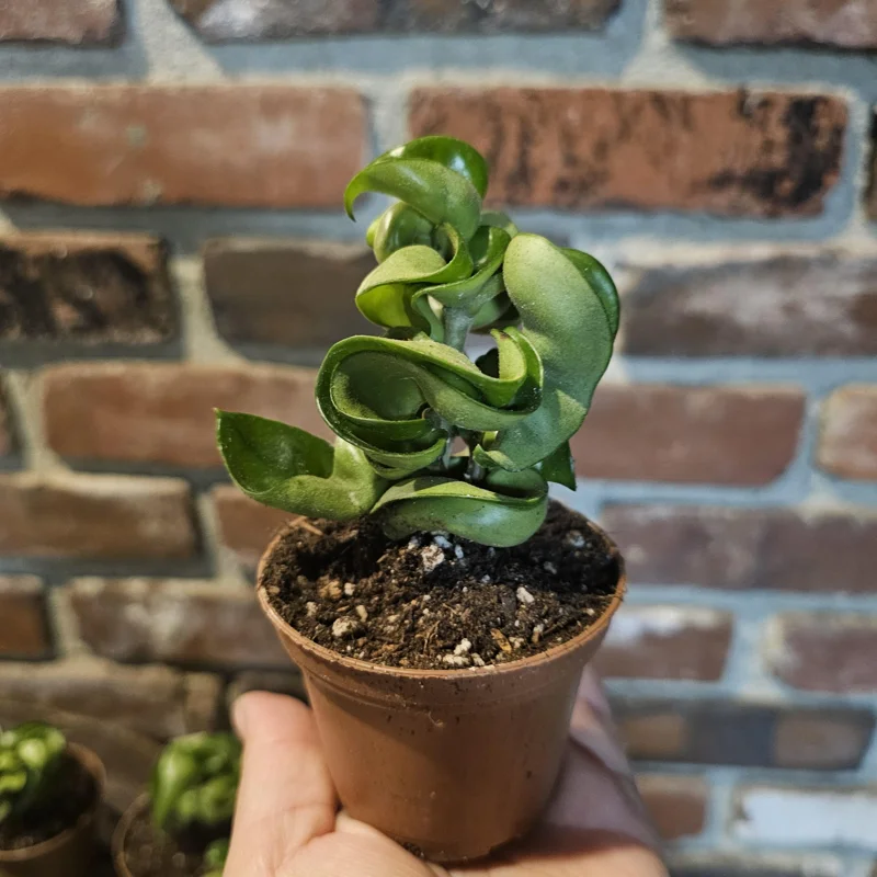 Hoya Carnosa Compacta Green Live Plant – Hindu Rope Plant – 3in or 4in Pot – Indoor Hoya Carnosa Compacta Green Live Plant – Hindu Rope Plant – 3in or 4in Pot – Indoor - Image 2