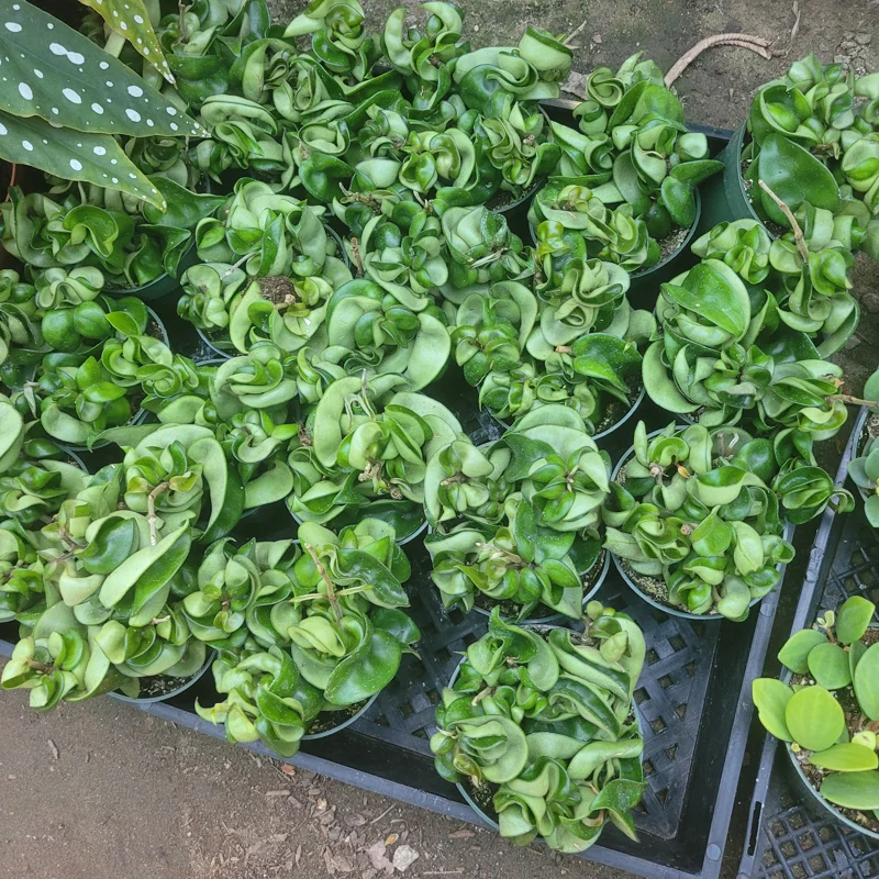 Hoya Carnosa Compacta Green Live Plant – Hindu Rope Plant – 3in or 4in Pot – Indoor Hoya Carnosa Compacta Green Live Plant – Hindu Rope Plant – 3in or 4in Pot – Indoor - Image 3