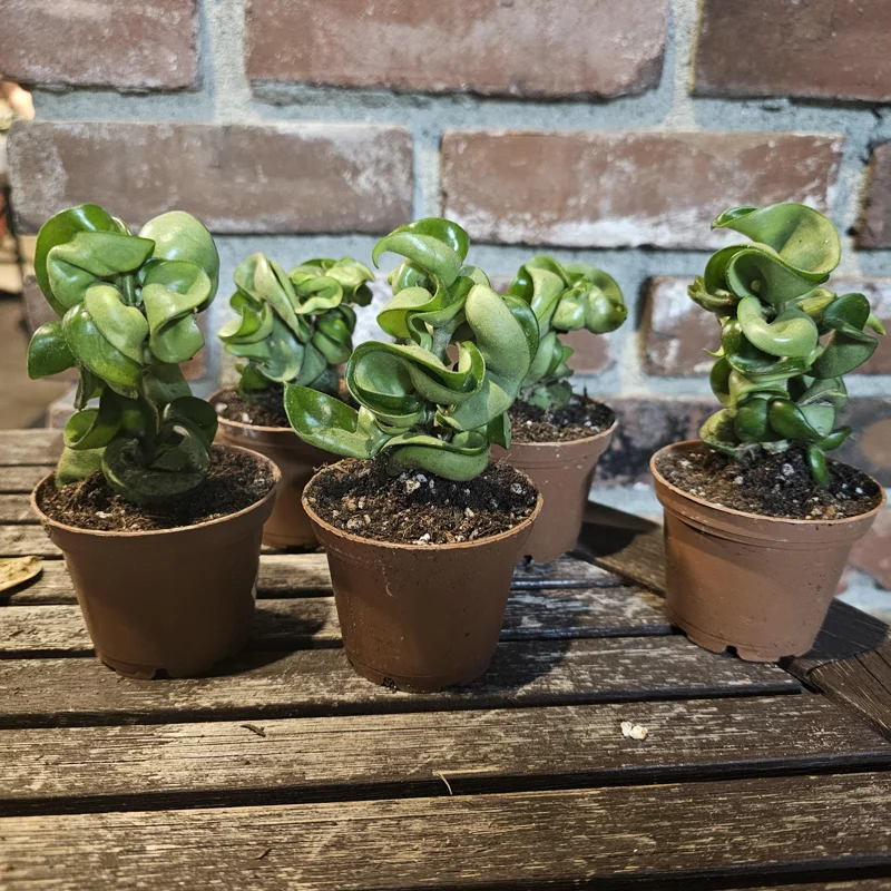 Hoya Carnosa Compacta Green Live Plant – Hindu Rope Plant – 3in or 4in Pot – Indoor Hoya Carnosa Compacta Green Live Plant – Hindu Rope Plant – 3in or 4in Pot – Indoor - Image 4