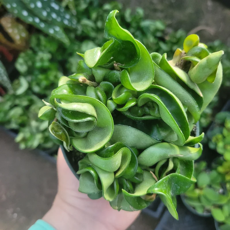 Hoya Carnosa Compacta Green Live Plant – Hindu Rope Plant – 3in or 4in Pot – Indoor Hoya Carnosa Compacta Green Live Plant – Hindu Rope Plant – 3in or 4in Pot – Indoor - Image 5