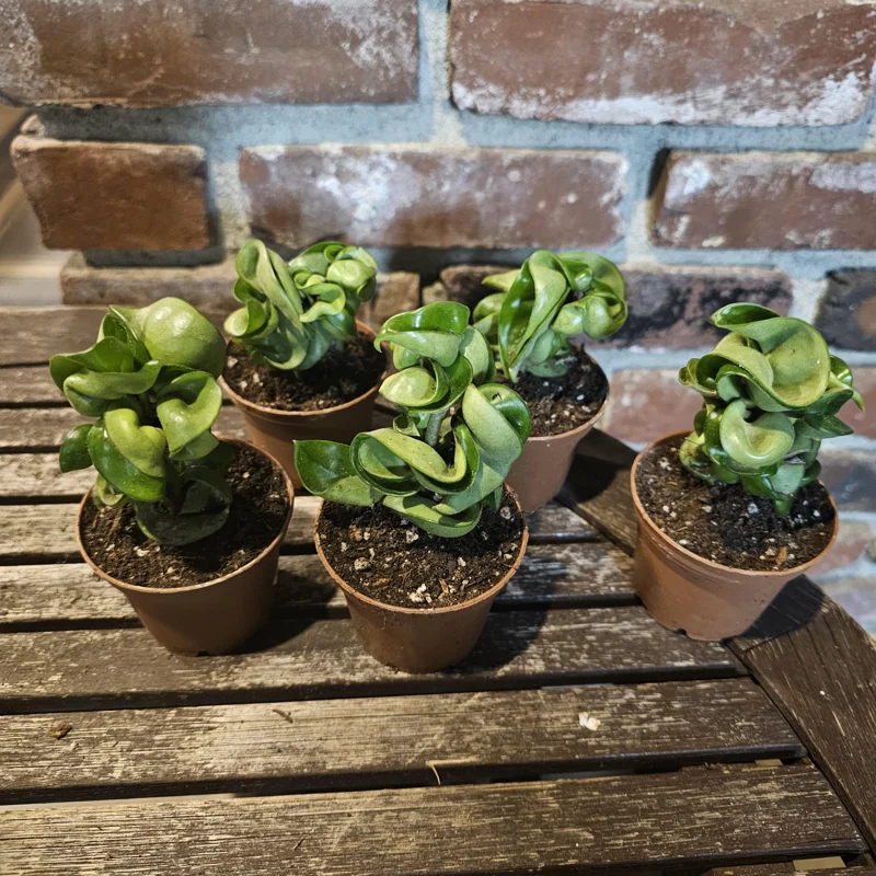 Hoya Carnosa Compacta Green Live Plant – Hindu Rope Plant – 3in or 4in Pot – Indoor Hoya Carnosa Compacta Green Live Plant – Hindu Rope Plant – 3in or 4in Pot – Indoor - Image 6