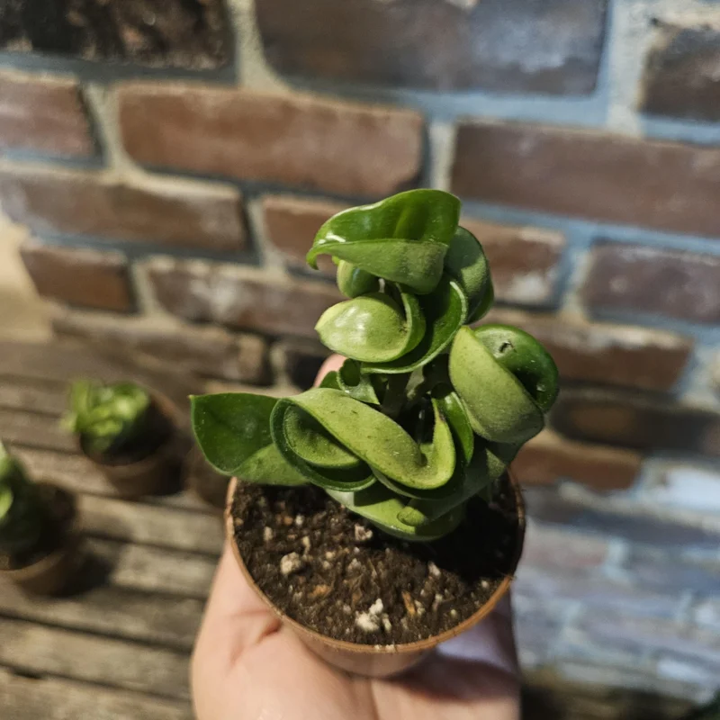 Hoya Carnosa Compacta Green Live Plant – Hindu Rope Plant – 3in or 4in Pot – Indoor Hoya Carnosa Compacta Green Live Plant – Hindu Rope Plant – 3in or 4in Pot – Indoor - Image 7