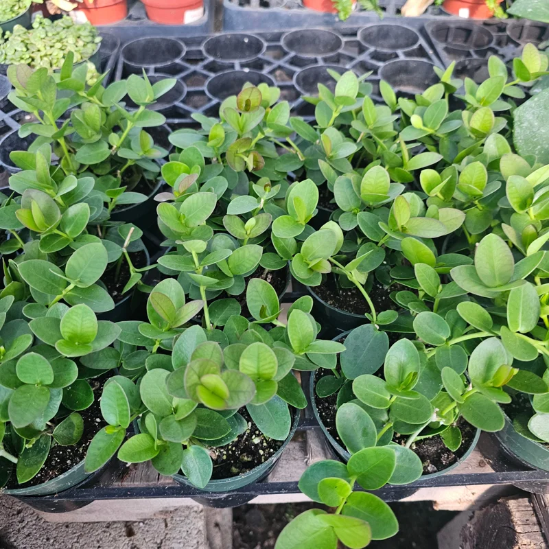 Hoya Cunninghamia Live Plant – 2in or 4in Pot – Indoor Trailing Houseplant Hoya Cunninghamia Live Plant – 2in or 4in Pot – Indoor Trailing Houseplant - Image 2