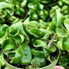 Hoya Hindu Rope Live Plant – Hoya Carnosa Compacta – 4 Inch Pot – Indoor - Image 1