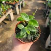 Hoya Mathilde Live Houseplant - 4in Pot, Compact Indoor Plant - Image 1