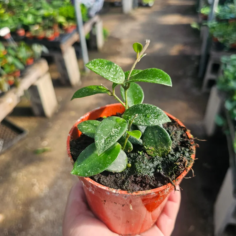 Hoya Mathilde Live Houseplant - 4in Pot, Compact Indoor Plant Hoya Mathilde Live Houseplant - 4in Pot, Compact Indoor Plant - Image 2