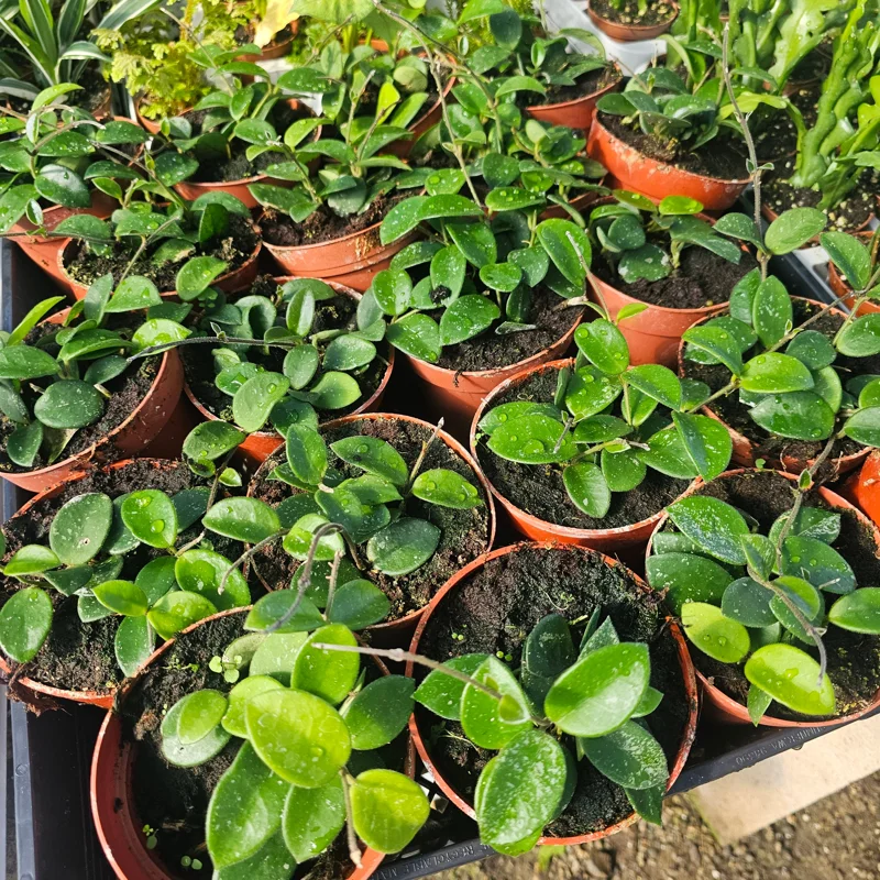 Hoya Mathilde Live Houseplant - 4in Pot, Compact Indoor Plant Hoya Mathilde Live Houseplant - 4in Pot, Compact Indoor Plant - Image 4