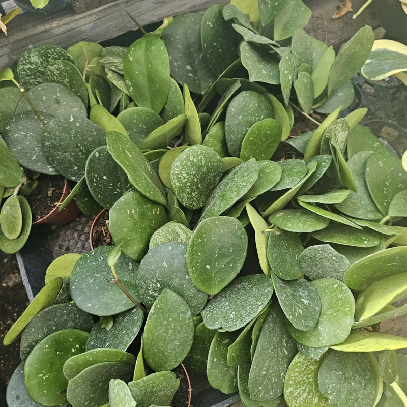 Hoya Obovata Splash Live Plant – 4in Pot – Indoor Houseplant Hoya Obovata Splash Live Plant – 4in Pot – Indoor Houseplant - Image 2