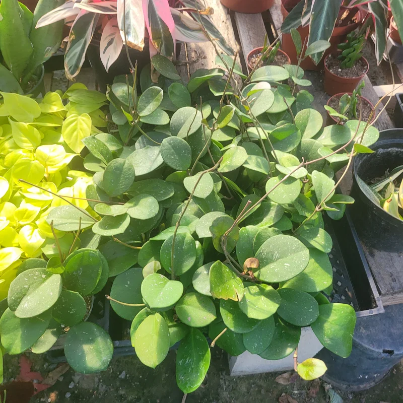 Hoya Obovata Splash Live Plant – 4in Pot – Indoor Houseplant Hoya Obovata Splash Live Plant – 4in Pot – Indoor Houseplant - Image 4