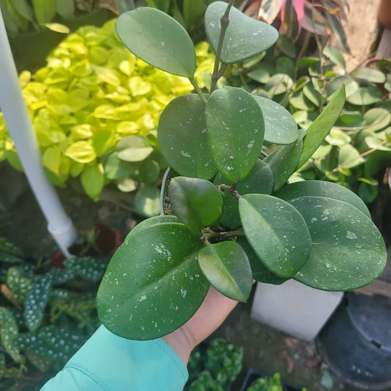 Hoya Obovata Splash Live Plant – 4in Pot – Indoor Houseplant Hoya Obovata Splash Live Plant – 4in Pot – Indoor Houseplant - Image 5