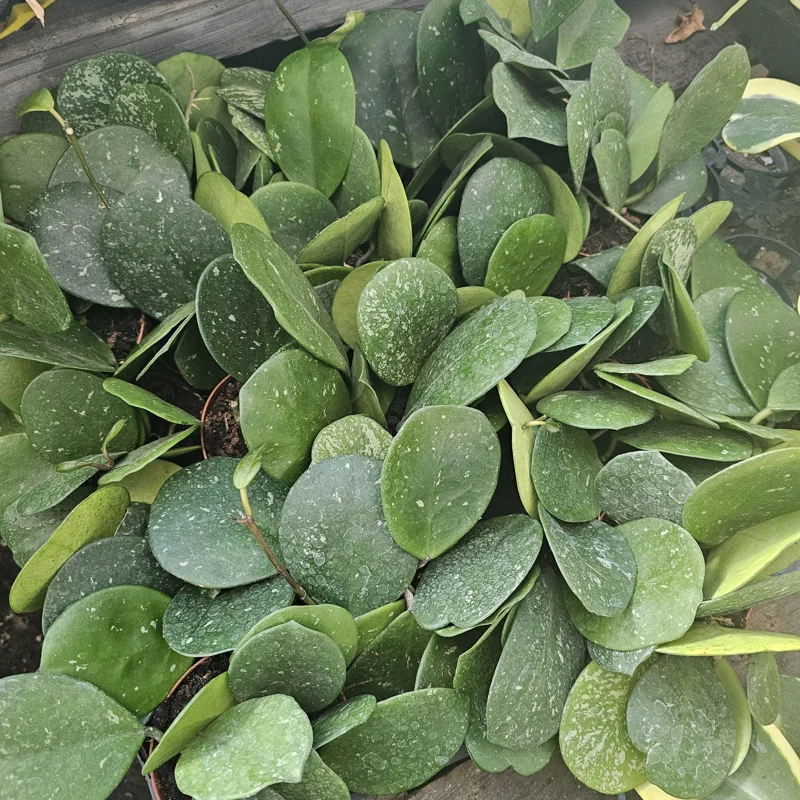 Hoya Obovata Splash Live Plant – 4in Pot – Indoor Houseplant Hoya Obovata Splash Live Plant – 4in Pot – Indoor Houseplant - Image 6