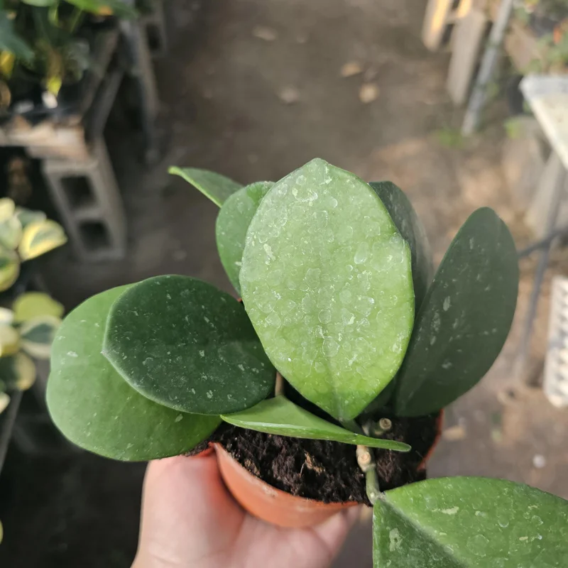 Hoya Obovata Splash Live Plant – 4in Pot – Indoor Houseplant Hoya Obovata Splash Live Plant – 4in Pot – Indoor Houseplant - Image 7