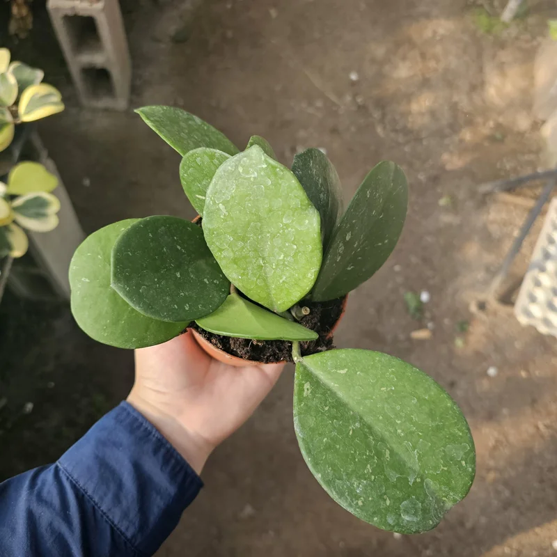 Hoya Obovata Splash Live Plant – 4in Pot – Indoor Houseplant Hoya Obovata Splash Live Plant – 4in Pot – Indoor Houseplant - Image 8