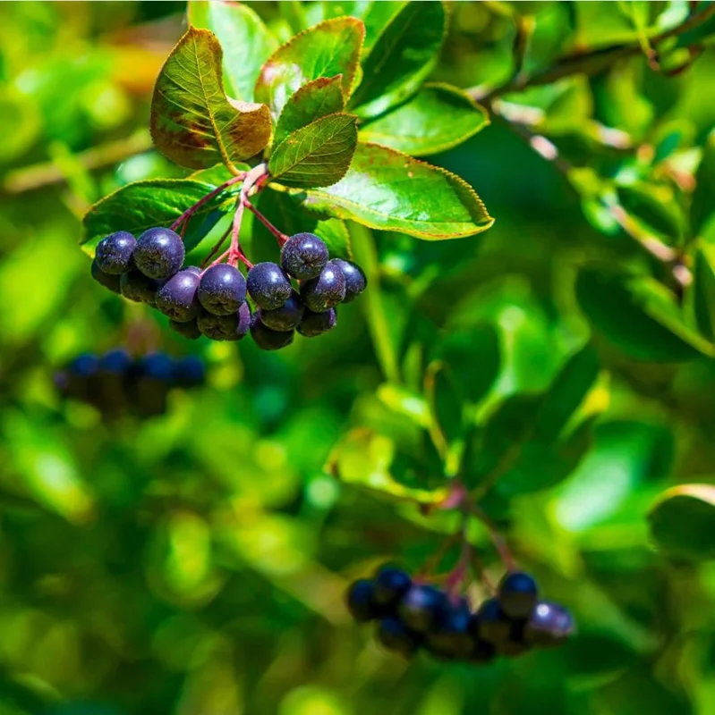 Huckleberry Live Plants - Set of 2, 4-7 Inch Tall, 4 Inch Pot, Outdoor Planting Huckleberry Live Plants - Set of 2, 4-7 Inch Tall, 4 Inch Pot, Outdoor Planting - Image 6
