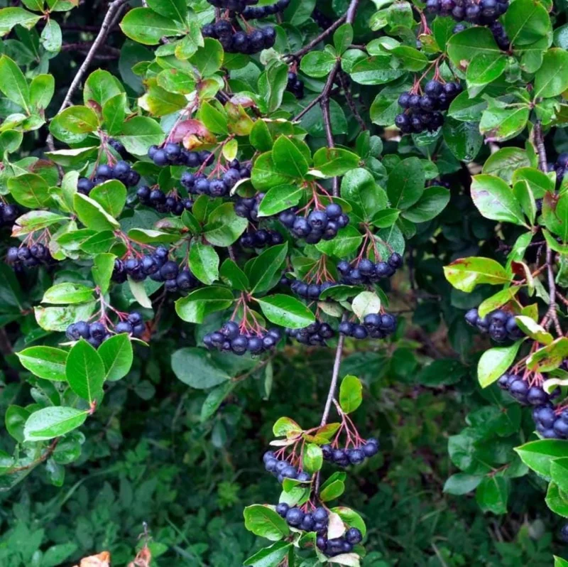 Huckleberry Live Plants - Set of 2, 4-7 Inch Tall, 4 Inch Pot, Outdoor Planting Huckleberry Live Plants - Set of 2, 4-7 Inch Tall, 4 Inch Pot, Outdoor Planting - Image 7