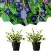 Huckleberry Live Plants - Set of 2, 4-7 Inch Tall, 4 Inch Pot, Outdoor Planting - Image 1