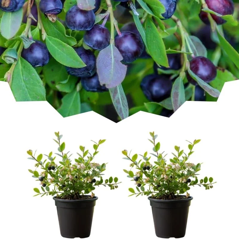 Huckleberry Live Plants - Set of 2, 4-7 Inch Tall, 4 Inch Pot, Outdoor Planting Huckleberry Live Plants - Set of 2, 4-7 Inch Tall, 4 Inch Pot, Outdoor Planting - Image 1
