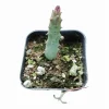 Huernia Pandurata Succulent Live Plant – 2 Inch Pot – Indoor Outdoor Decor Huernia Pandurata Succulent Live Plant – 2 Inch Pot – Indoor Outdoor Decor - Image 1