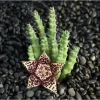 Huernia Succulent Live Plant – 2 Inch Pot – Indoor & Outdoor Decor Huernia Succulent Live Plant – 2 Inch Pot – Indoor & Outdoor Decor - Image 1