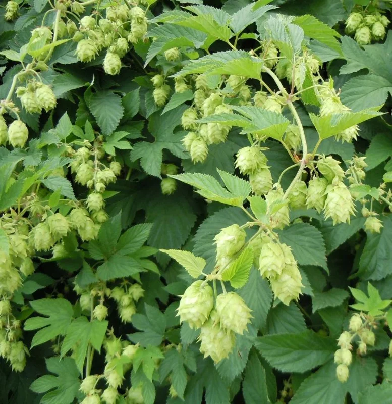 Humulus Lupulus Hops Rhizomes for Planting - 10 Count Perennial Vines Humulus Lupulus Hops Rhizomes for Planting - 10 Count Perennial Vines - Image 2