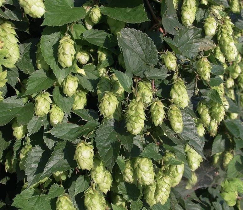 Humulus Lupulus Hops Rhizomes for Planting - 10 Count Perennial Vines Humulus Lupulus Hops Rhizomes for Planting - 10 Count Perennial Vines - Image 3