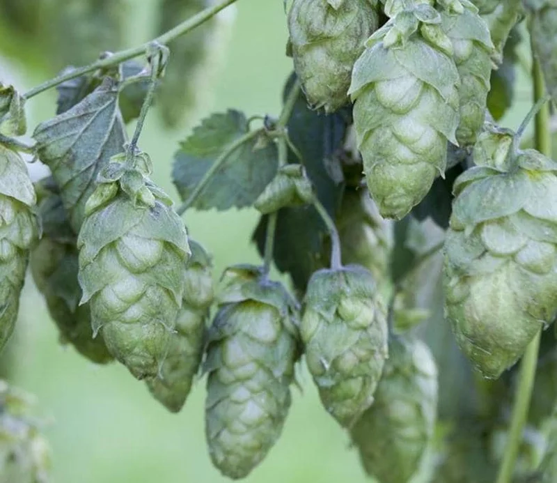 Humulus Lupulus Hops Rhizomes for Planting - 10 Count Perennial Vines Humulus Lupulus Hops Rhizomes for Planting - 10 Count Perennial Vines - Image 4