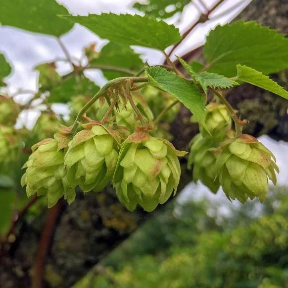 Humulus Lupulus Hops Rhizomes for Planting - 10 Count Perennial Vines Humulus Lupulus Hops Rhizomes for Planting - 10 Count Perennial Vines - Image 5