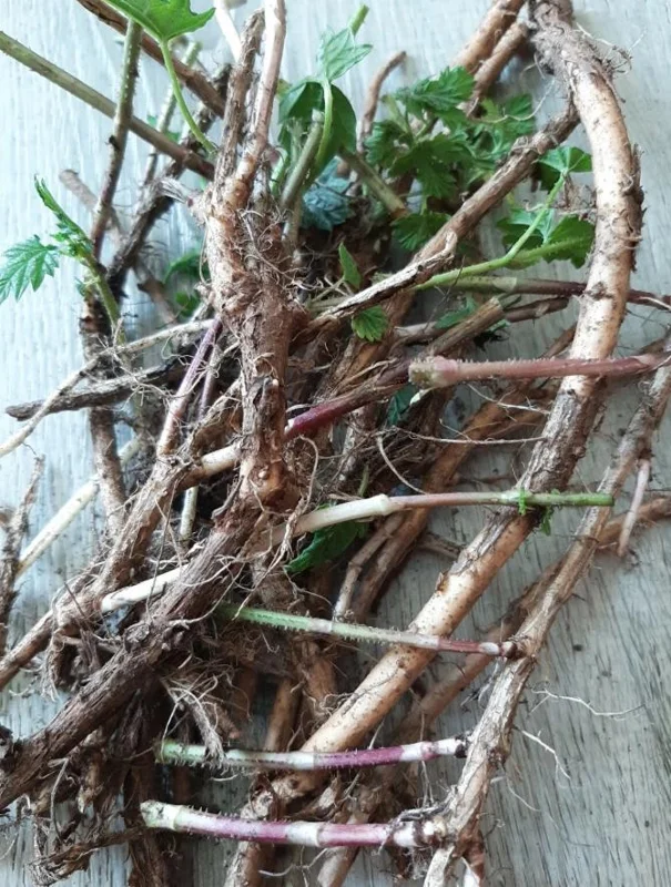 Humulus Lupulus Hops Rhizomes for Planting - 10 Count Perennial Vines Humulus Lupulus Hops Rhizomes for Planting - 10 Count Perennial Vines - Image 6