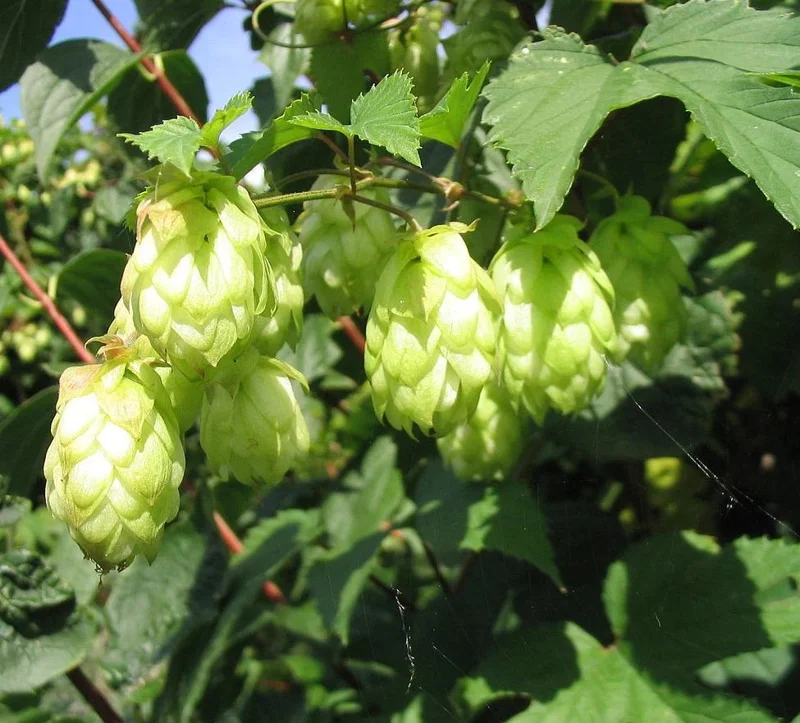 Humulus Lupulus Hops Rhizomes for Planting - 10 Count Perennial Vines Humulus Lupulus Hops Rhizomes for Planting - 10 Count Perennial Vines - Image 7