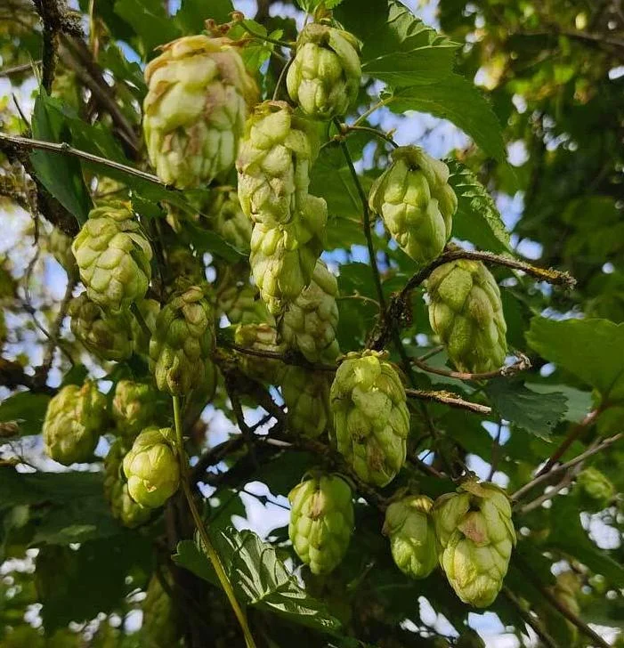 Humulus Lupulus Hops Rhizomes for Planting - 10 Count Perennial Vines Humulus Lupulus Hops Rhizomes for Planting - 10 Count Perennial Vines - Image 9