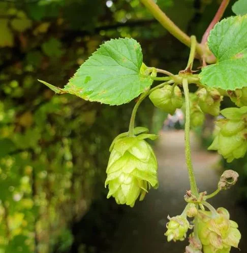 Humulus Lupulus Hops Rhizomes for Planting - 10 Count Perennial Vines Humulus Lupulus Hops Rhizomes for Planting - 10 Count Perennial Vines - Image 1