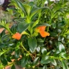 Hybrid Goldfish Live Plant - 2-5 inch - Trailing Orange Bloom Houseplant for Hanging Baskets - Image 1