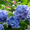 Hydrangea Macrophylla Nikko Blue Live Plant – 5-7 Inch Tall Bush - Image 1