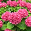 Hydrangea Macrophylla Plant Pink Hydrangea Flower Live Bush 5-7 Inch Tall in Pot Outdoor - Image 1