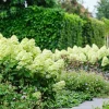 Hydrangea Paniculata Live Plant - Lime Green Flower Bush, 5-7 Inch Tall Potted - Image 1