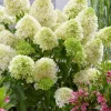 Hydrangea Paniculata Live Plant - Lime Hydrangea Bush - 5-7 Inch Tall Potted - Image 1