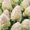 Hydrangea Paniculata Live Plant – Lime Pink Flowers – Big Bush – 5-7 Inch Tall - Image 1