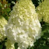 Hydrangea Paniculata 'Polar Bear' Bush – Lime Green Flowers – Live Plant – 5-7 Inch Tall - Image 1