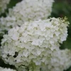 Hydrangea Paniculata 'Silver Dollar' Live Plant - White Flowers - 5-7 Inch Tall Bush - Image 1