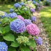 Hydrangea Seeds - Compact Flowering Perennial Plant - 30 Seeds for Outdoor Garden - Image 1