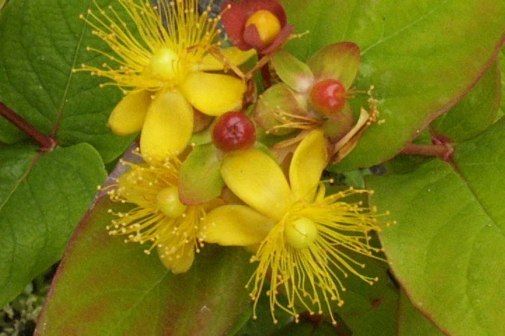 Hypericum Androsaemum Seeds - St. John's Wort Yellow Flowers - 1000 Bulk Seeds, Outdoor Perennial - Image 2