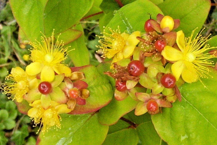 Hypericum Androsaemum Seeds - St. John's Wort Yellow Flowers - 1000 Bulk Seeds, Outdoor Perennial - Image 1