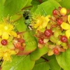 Hypericum Shrub 1000 Seeds Hypericum Anderosaemum, Hardy Zone 6-10, Bulk Seeds - Image 1