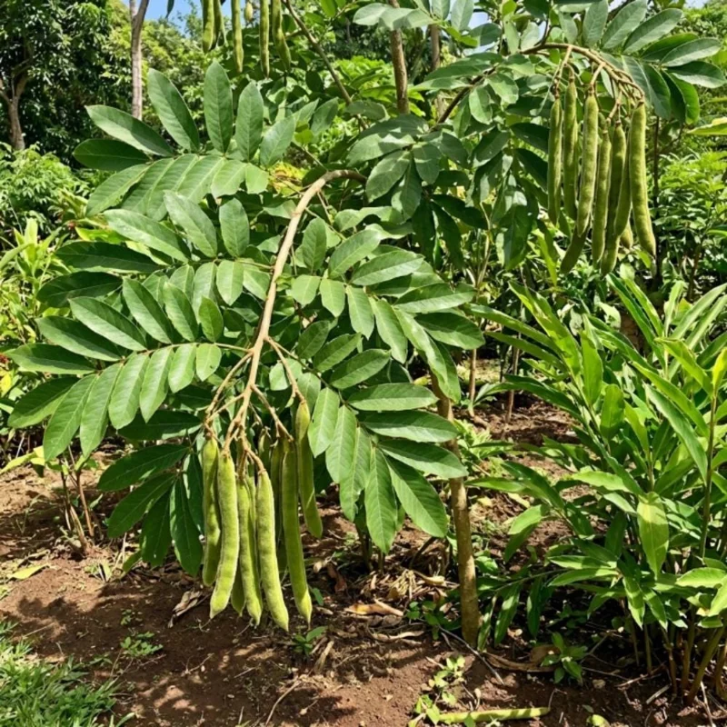 Ice Cream Bean Live Plant – 8-12 Inch Tree – Half Gallon Pot – Outdoor Fruit Tree Ice Cream Bean Live Plant – 8-12 Inch Tree – Half Gallon Pot – Outdoor Fruit Tree - Image 3