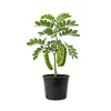 Ice Cream Bean Live Plant – 8-12 Inch Tree – Half Gallon Pot – Outdoor Fruit Tree - Image 1