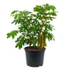 Ice Cream Bean Live Plant – Well Rooted Tree – 8-12 Inches Tall – Half Gallon Pot – Indoor/Outdoor - Image 1