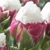 Ice Cream Tulip Bulbs - 5 Count Pink White Blooms Perennial Flower for Garden Ice Cream Tulip Bulbs - 5 Count Pink White Blooms Perennial Flower for Garden - Image 1