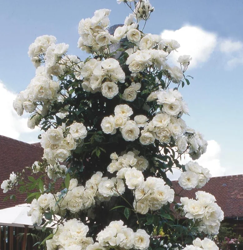 Iceberg Bush Rose Plant Live – White Floribunda for Outdoor Garden 4-7 Inch Tall Iceberg Bush Rose Plant Live – White Floribunda for Outdoor Garden 4-7 Inch Tall - Image 2