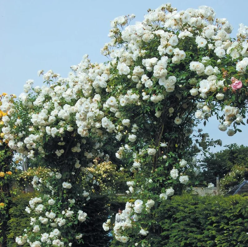 Iceberg Bush Rose Plant Live – White Floribunda for Outdoor Garden 4-7 Inch Tall Iceberg Bush Rose Plant Live – White Floribunda for Outdoor Garden 4-7 Inch Tall - Image 4
